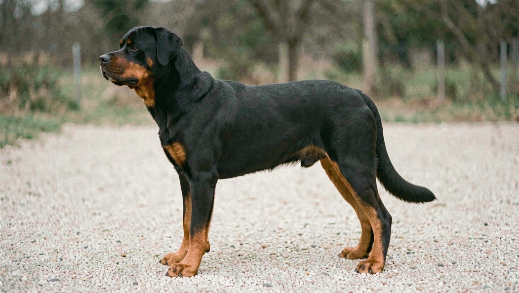 Adult Rottweiler standing in profile on light gravel, straight topline and chest reaching half the body height, tan markings edged on cheeks and legs, natural tail continuing the back line